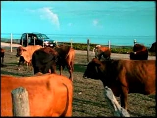 Cable & Wireless commercial “Cow”, directed by Thomas Richter