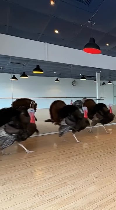 DanceSpace LA commercial “Turkey Ballet”, directed by Thomas Richter